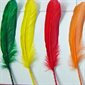 Plumes d'ENCRIER couleurs VIVES 29 / pqt